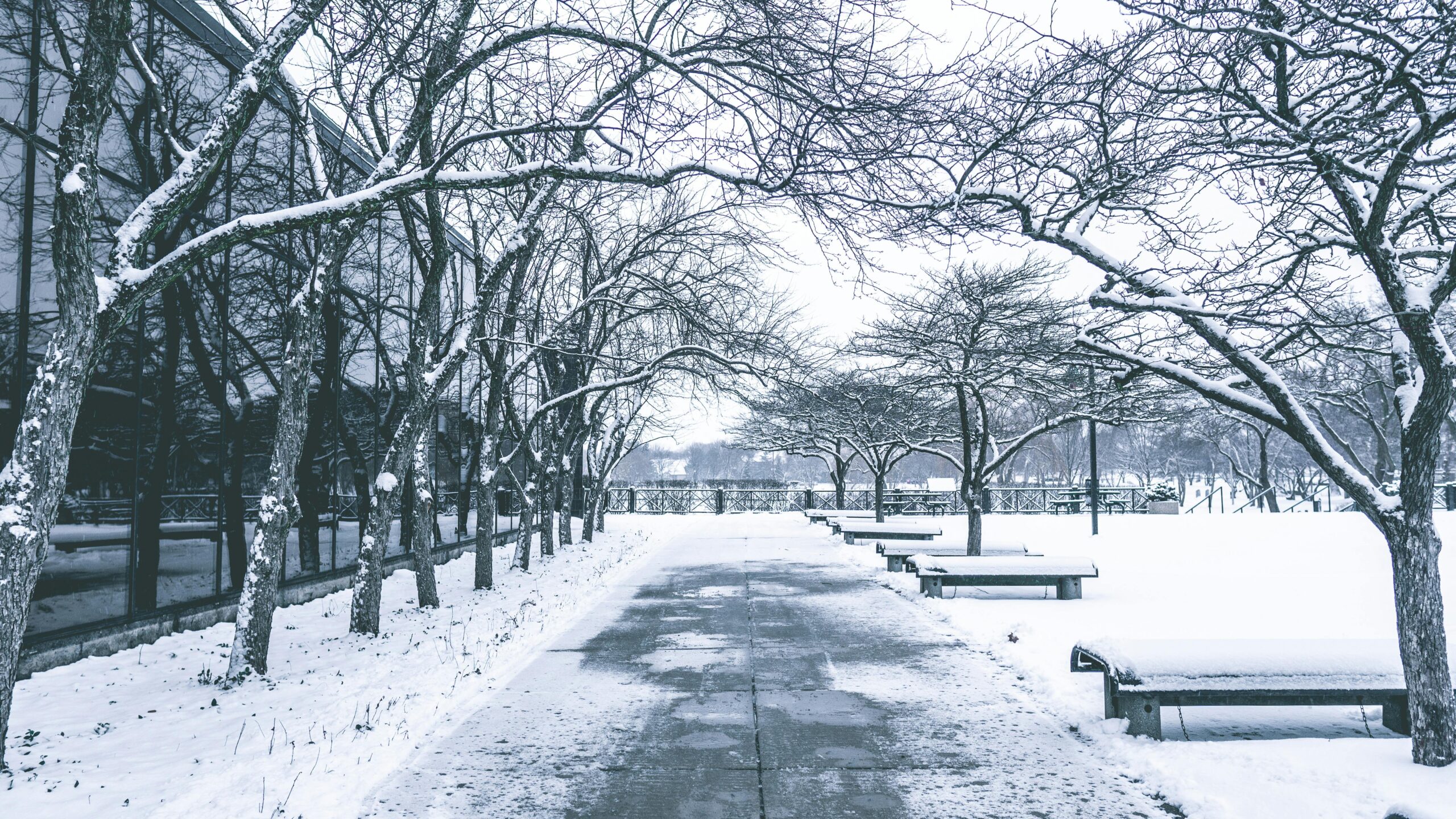 A tranquil winter scene featuring a snow-covered path lined with bare trees and benches.